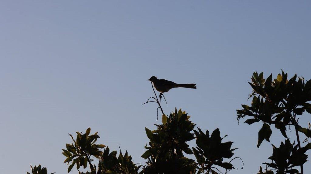 A bird perched on a branch

Description automatically generated