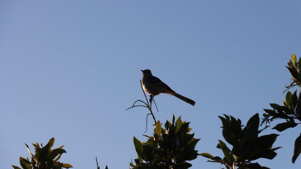 A bird perched on a branch

Description automatically generated