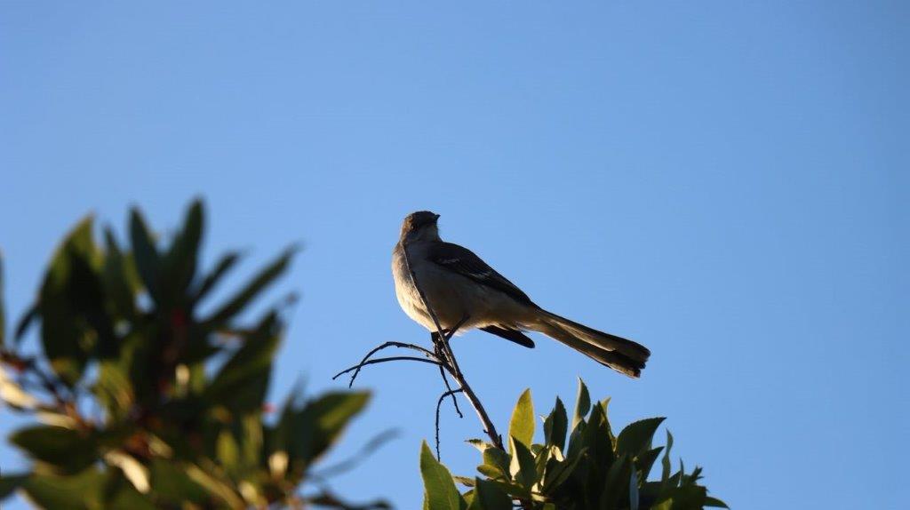 A bird perched on a branch

Description automatically generated