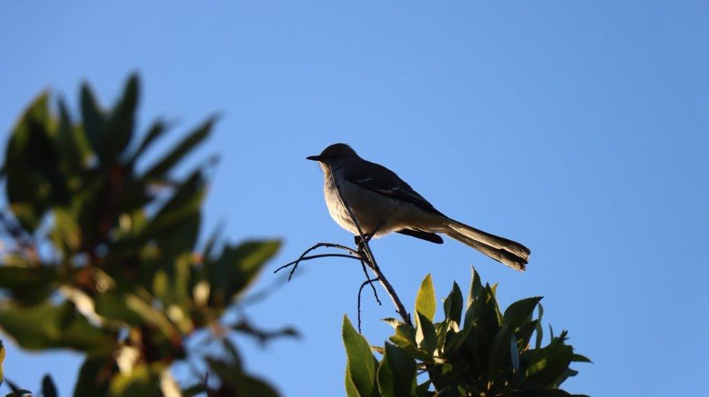 A bird perched on a branch

Description automatically generated