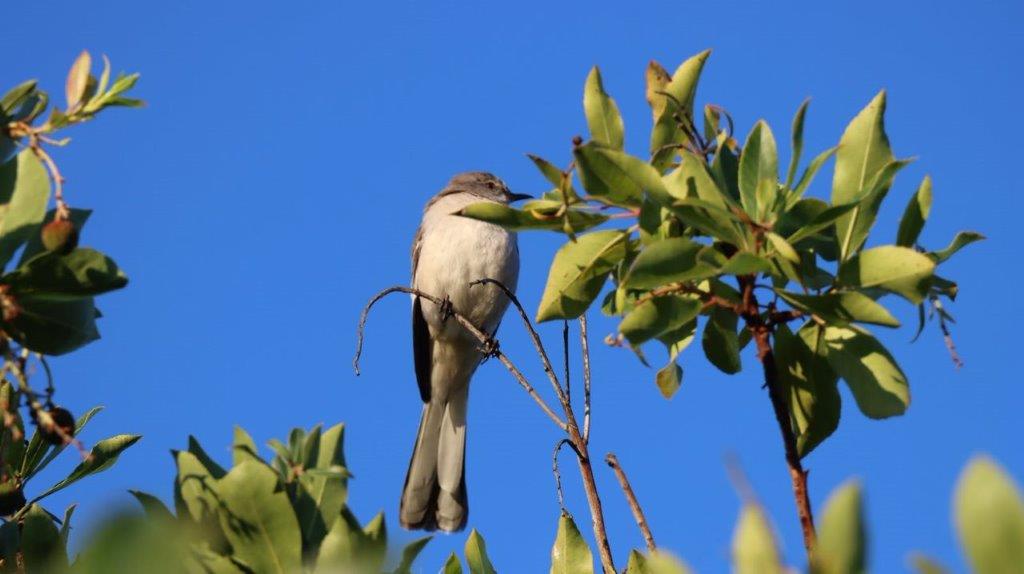 A bird perched on a branch

Description automatically generated