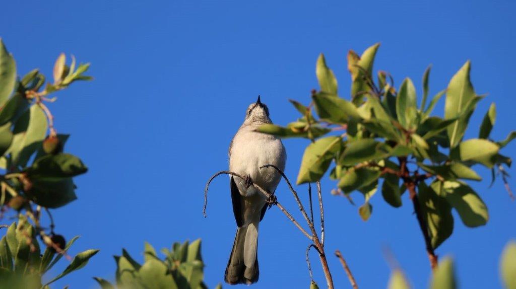 A bird perched on a branch

Description automatically generated