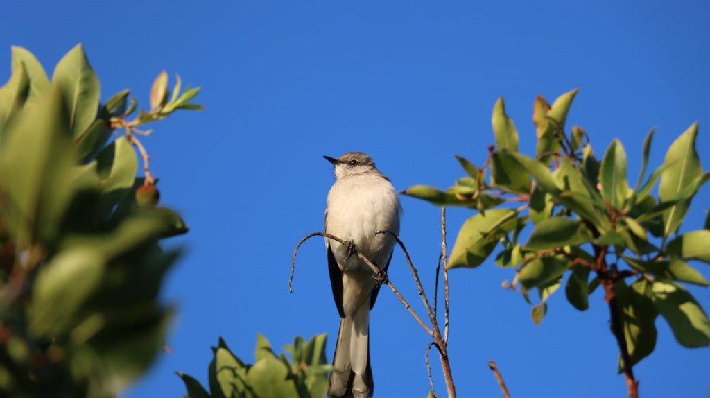 A bird sitting on a branch

Description automatically generated