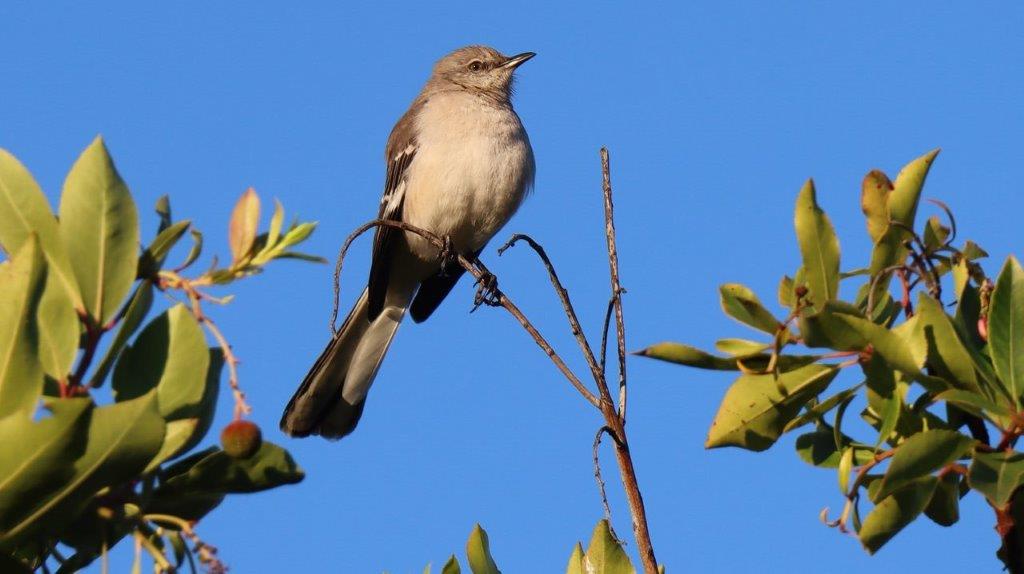 A bird sitting on a branch

Description automatically generated