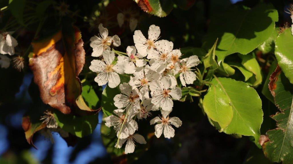 A close-up of a white flower

Description automatically generated