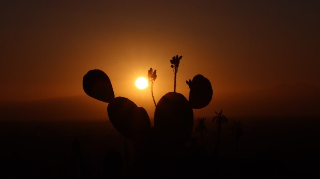 A silhouette of a cactus with the sun behind it

AI-generated content may be incorrect.