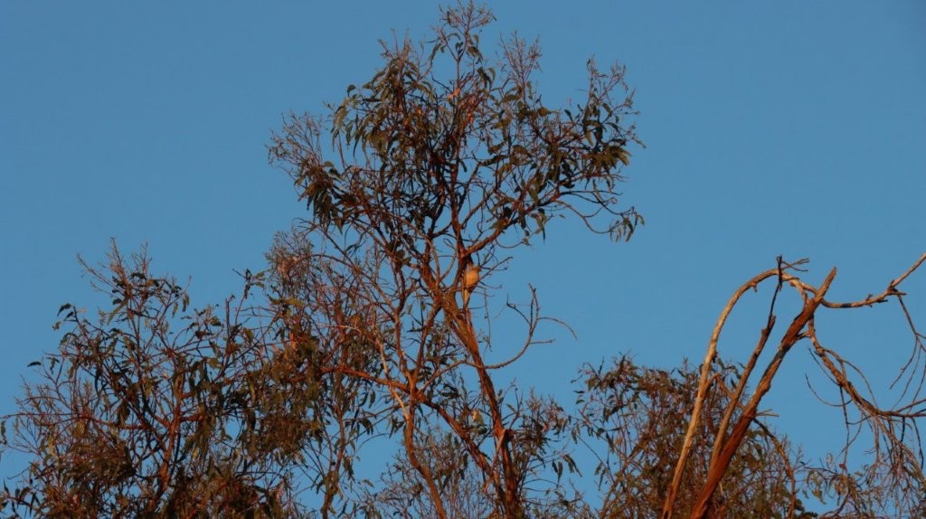 A tree with branches and leaves

AI-generated content may be incorrect.