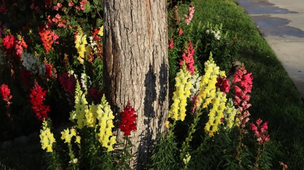 A tree trunk with flowers

AI-generated content may be incorrect.