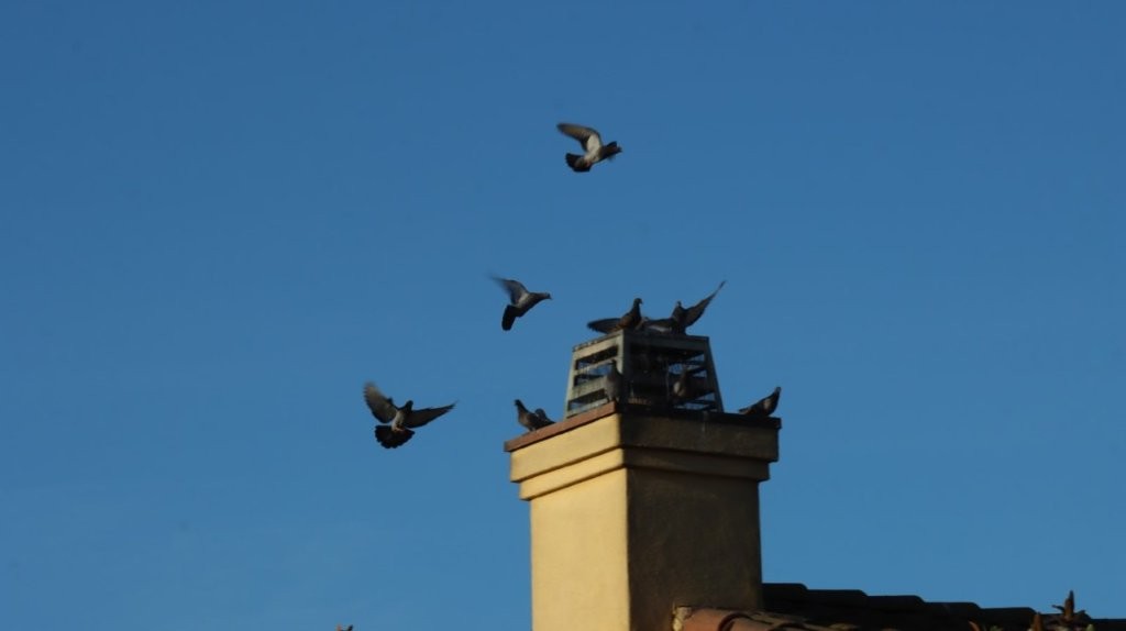 A group of birds flying over a chimney

AI-generated content may be incorrect.