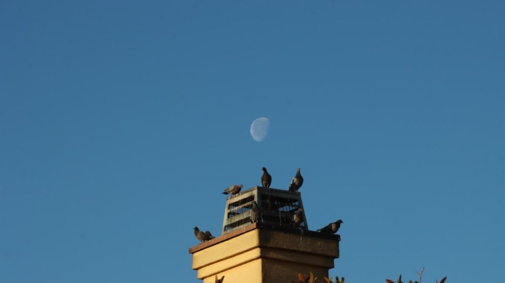 A group of birds on top of a building

AI-generated content may be incorrect.