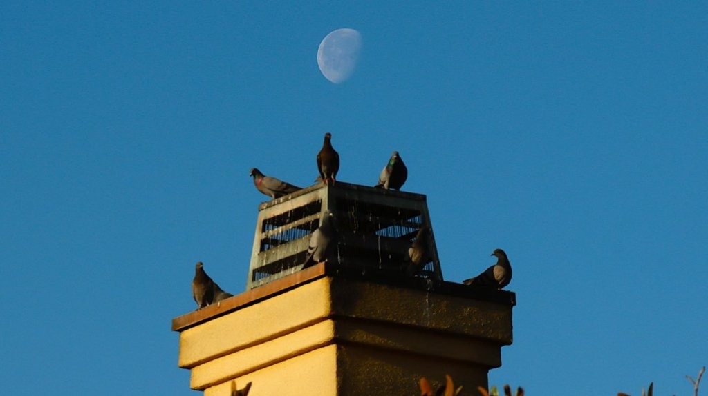 A group of pigeons on top of a roof

AI-generated content may be incorrect.