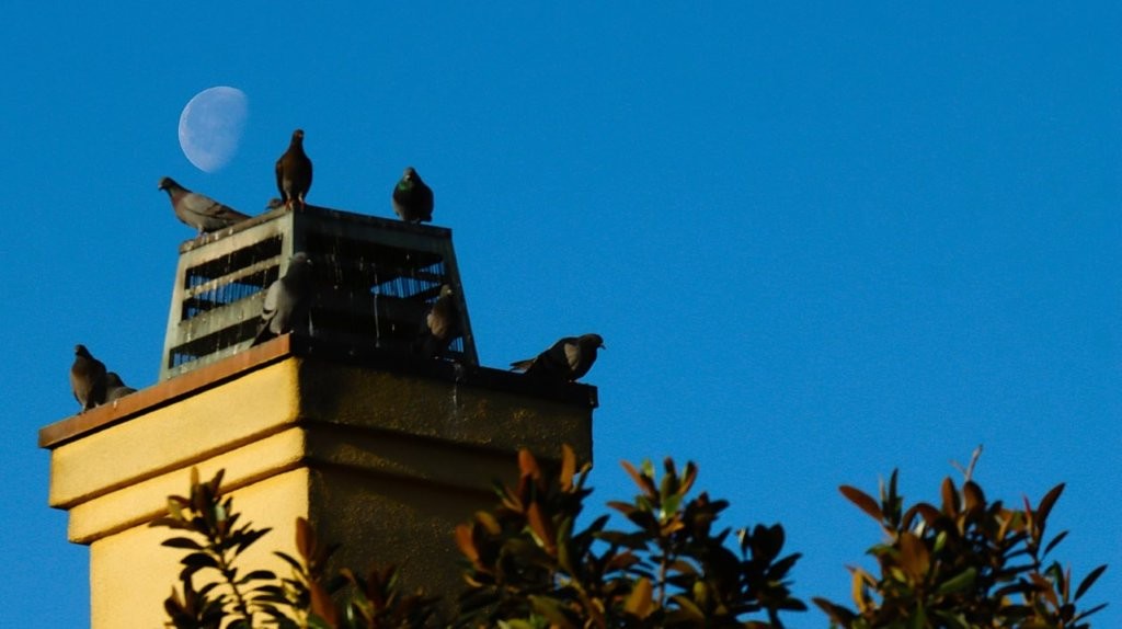 Birds on top of a building

AI-generated content may be incorrect.