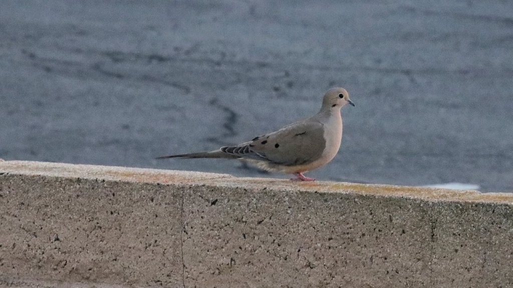 A bird standing on a ledge

AI-generated content may be incorrect.