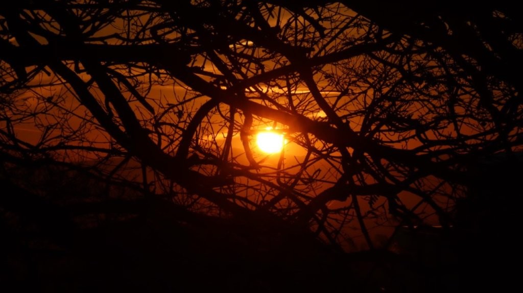 A sunset through a tree

AI-generated content may be incorrect.