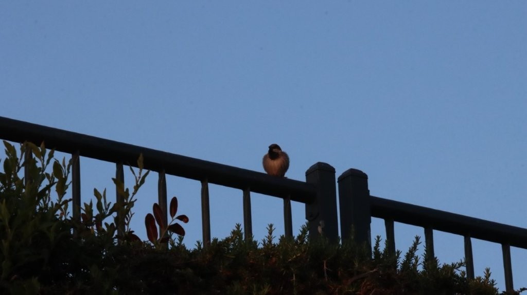 A bird sitting on a railing

AI-generated content may be incorrect.