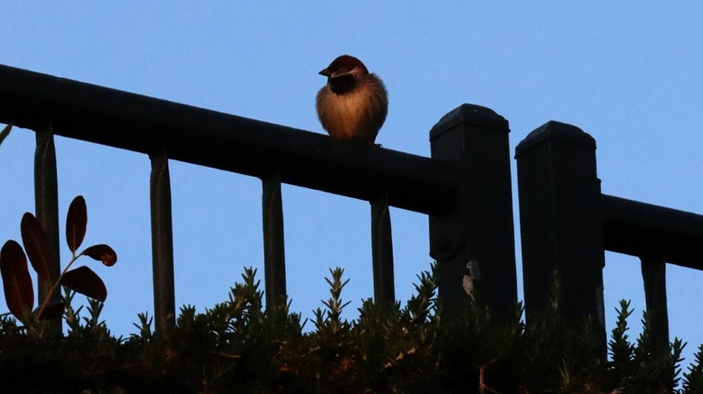 A bird sitting on a railing

AI-generated content may be incorrect.