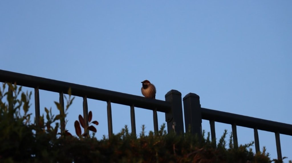 A bird perched on a railing

AI-generated content may be incorrect.