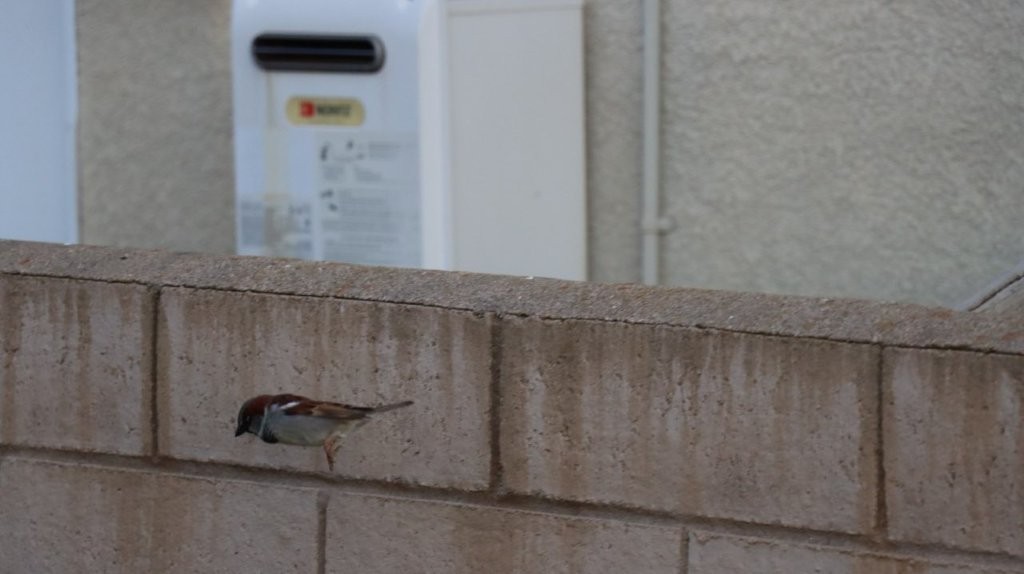 A bird on a wall

AI-generated content may be incorrect.