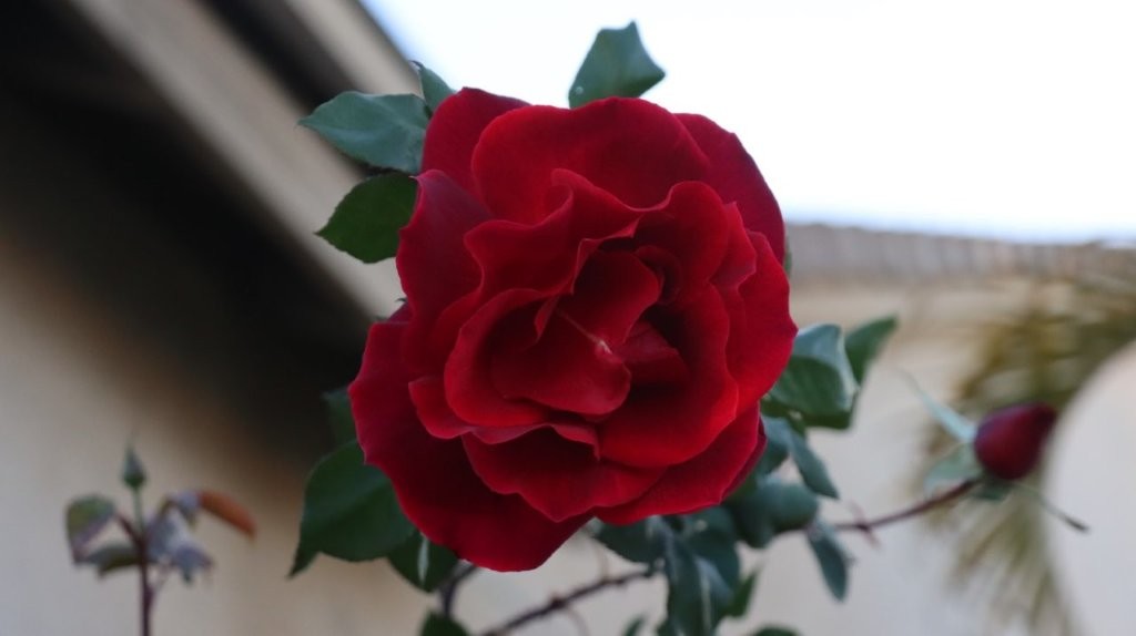 A close up of a red rose

AI-generated content may be incorrect.