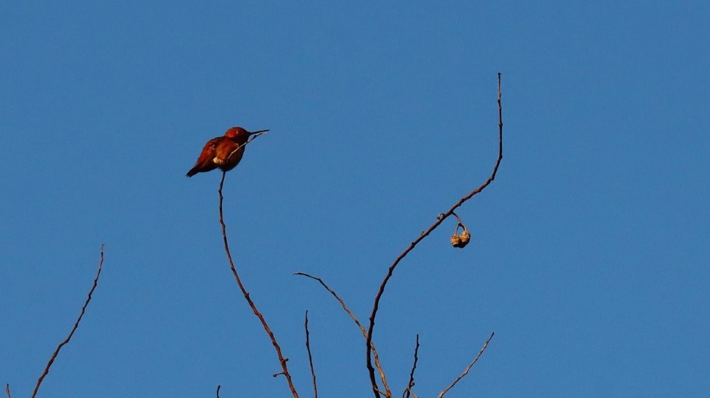 A bird perched on a branch

AI-generated content may be incorrect.