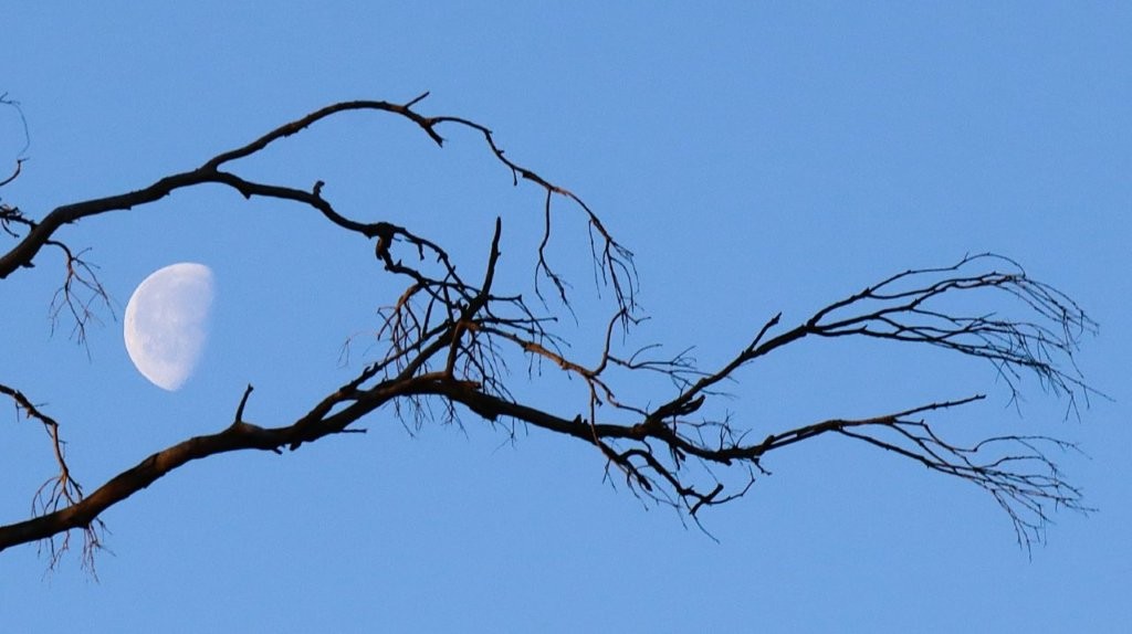 A tree branch against a blue sky

AI-generated content may be incorrect.