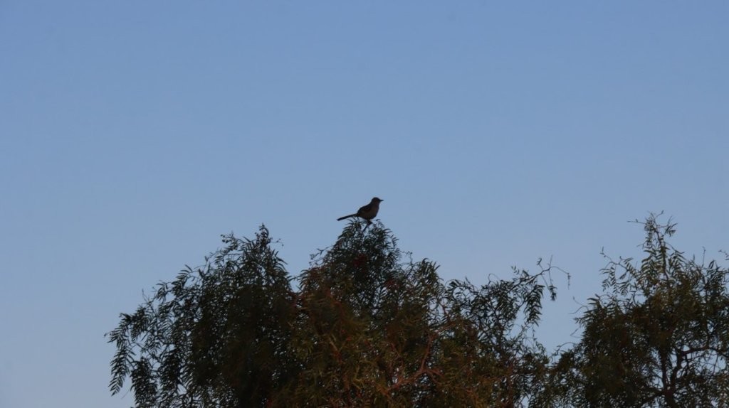 A bird perched on a tree

AI-generated content may be incorrect.