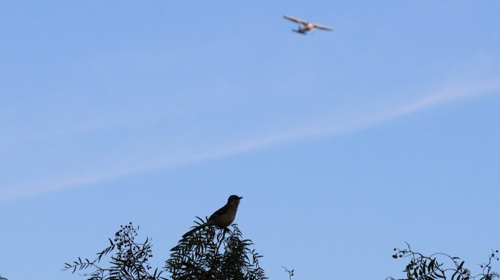 A bird on a tree branch

AI-generated content may be incorrect.