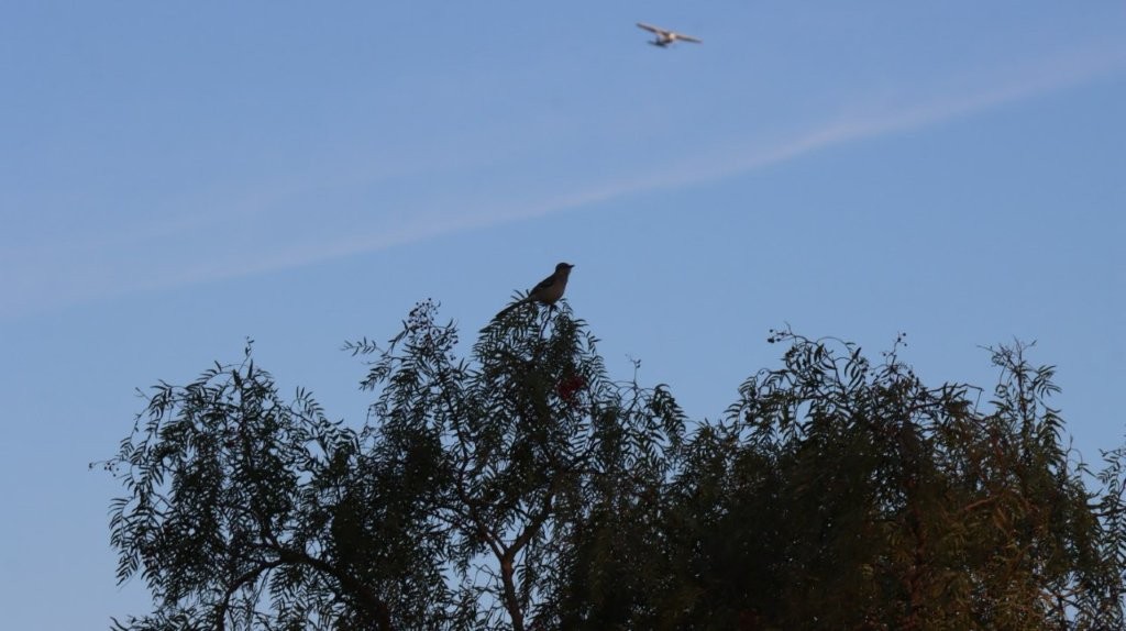 A bird sitting on a tree branch

AI-generated content may be incorrect.