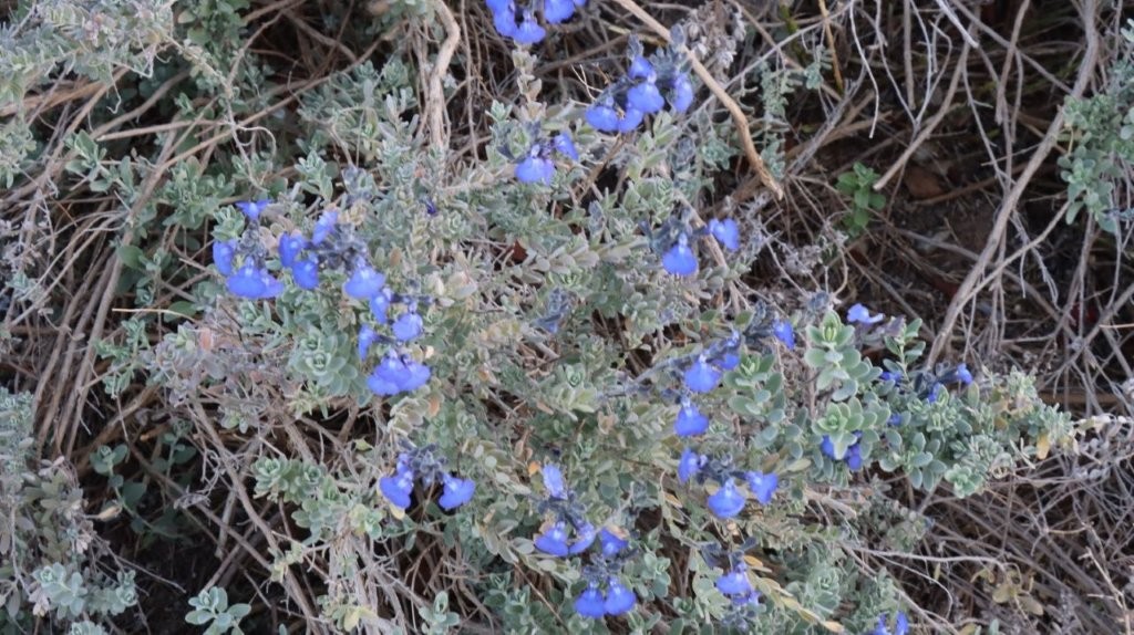A close-up of a plant with blue flowers

AI-generated content may be incorrect.