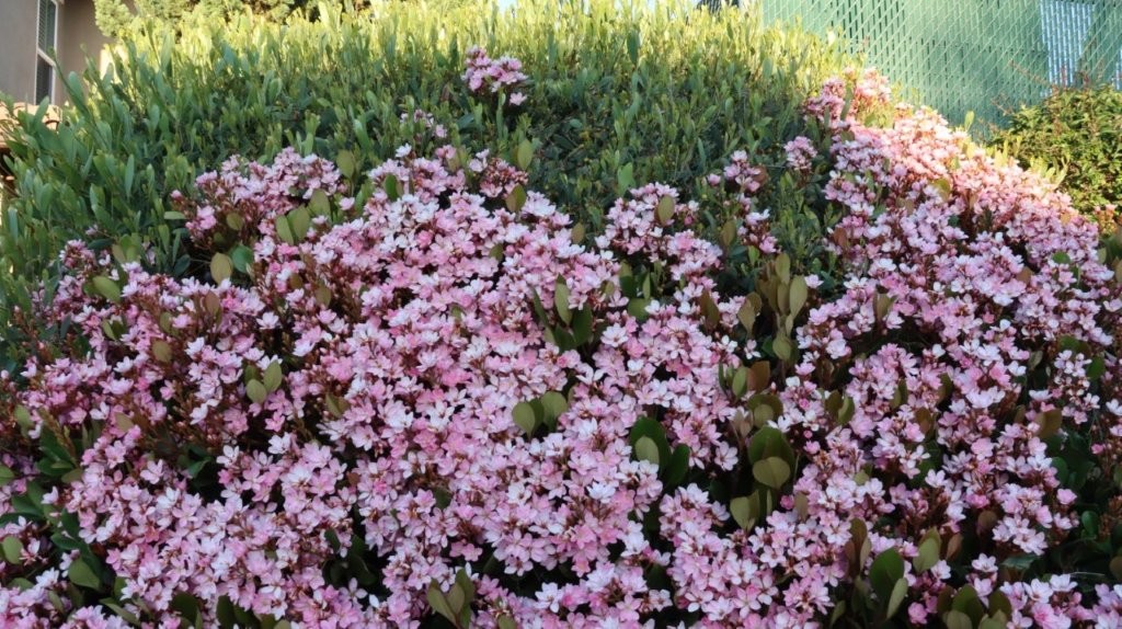 A group of pink flowers

AI-generated content may be incorrect.