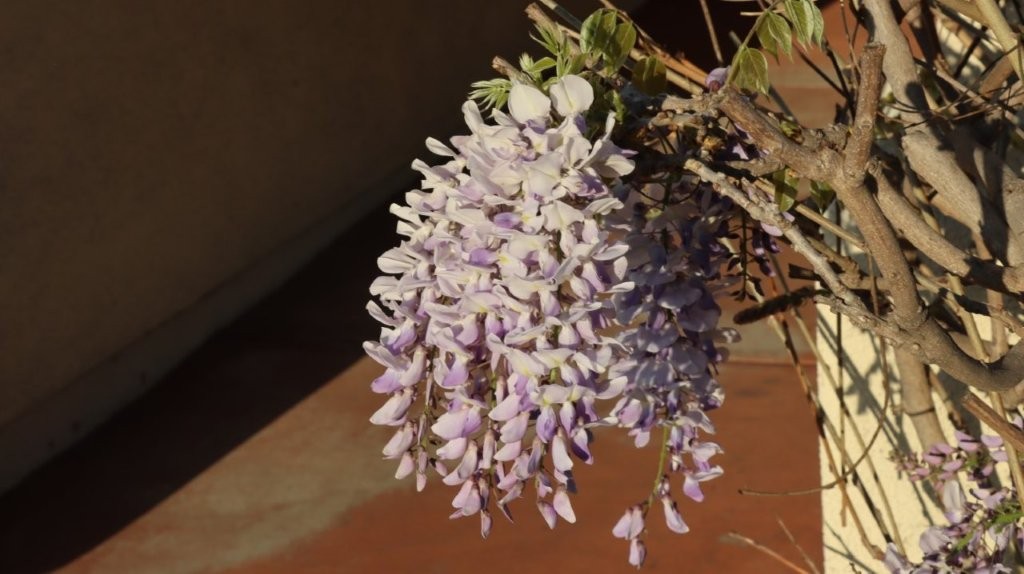 A close up of a flower

AI-generated content may be incorrect.