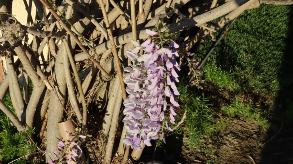 A close up of a plant

AI-generated content may be incorrect.