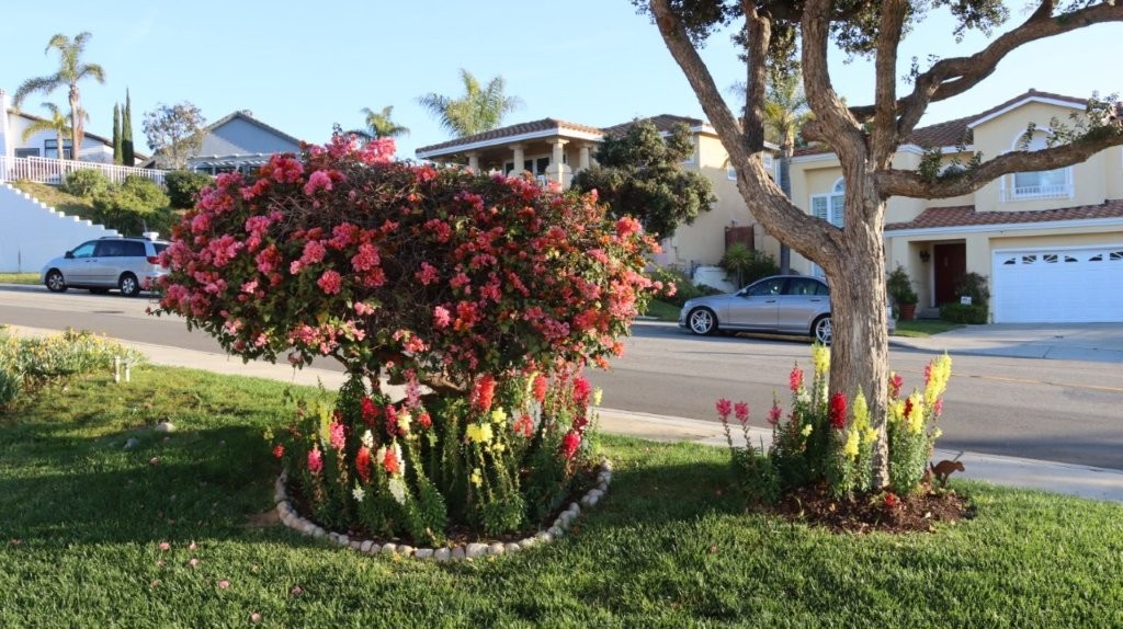 A tree with flowers in front of a house

AI-generated content may be incorrect.