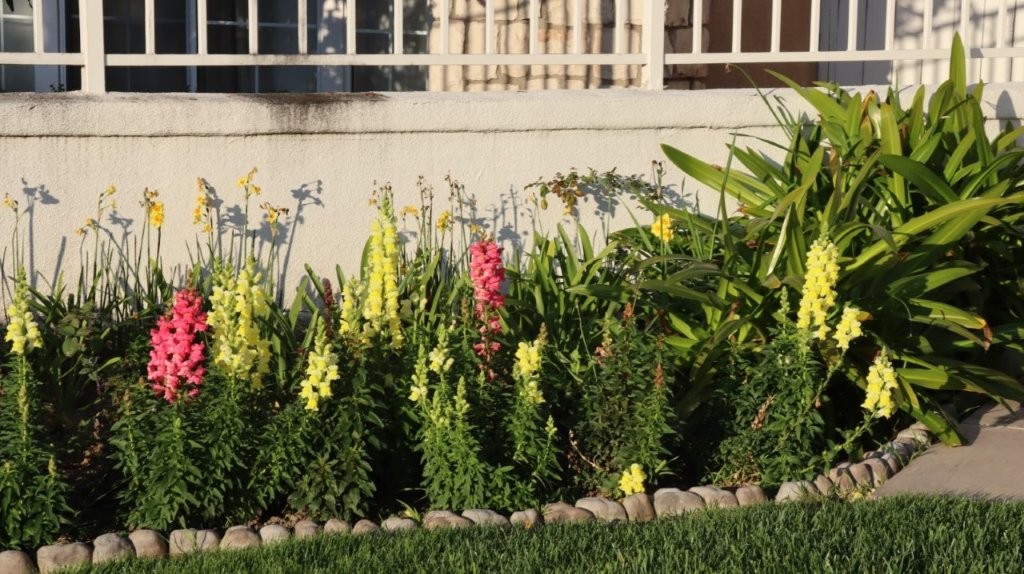 A close-up of a flower bed

AI-generated content may be incorrect.