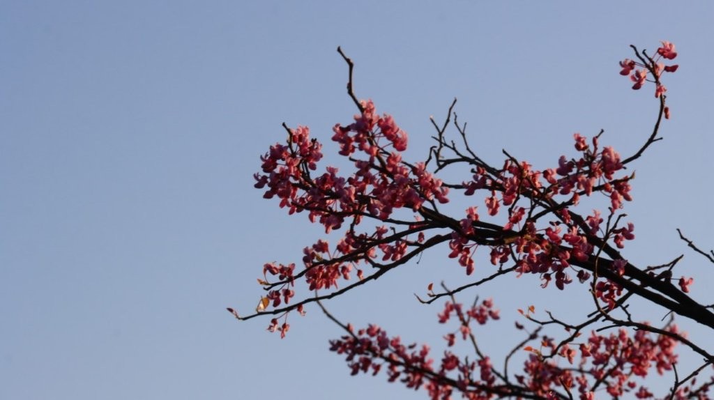 A tree with pink flowers

AI-generated content may be incorrect.