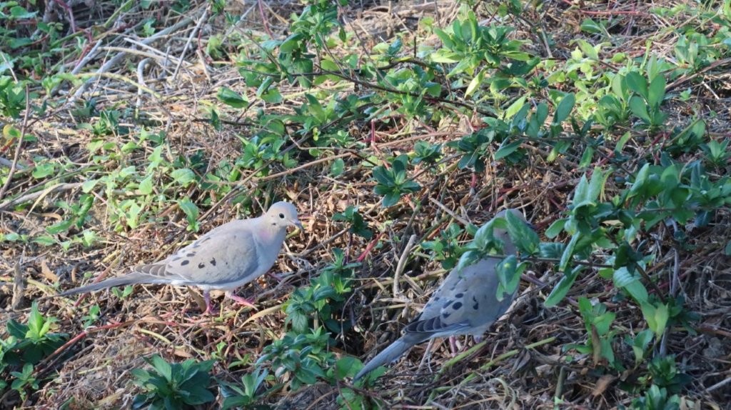 Birds standing in the grass

AI-generated content may be incorrect.