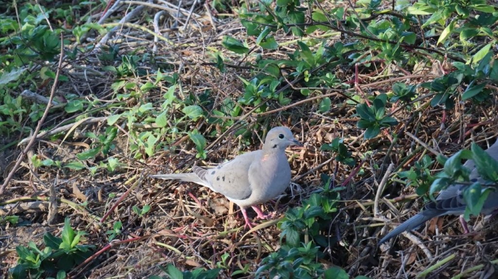 A bird standing on the ground

AI-generated content may be incorrect.