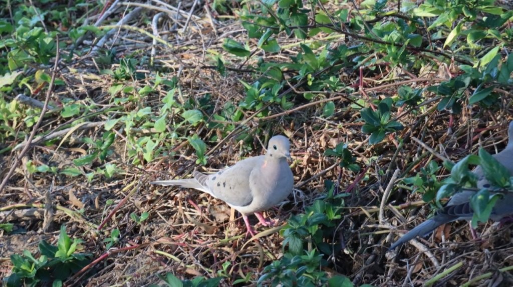 A bird standing on the ground

AI-generated content may be incorrect.