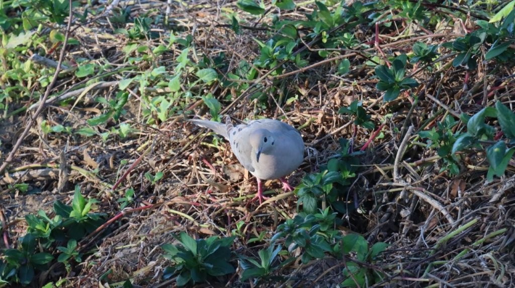 A bird standing on the ground

AI-generated content may be incorrect.