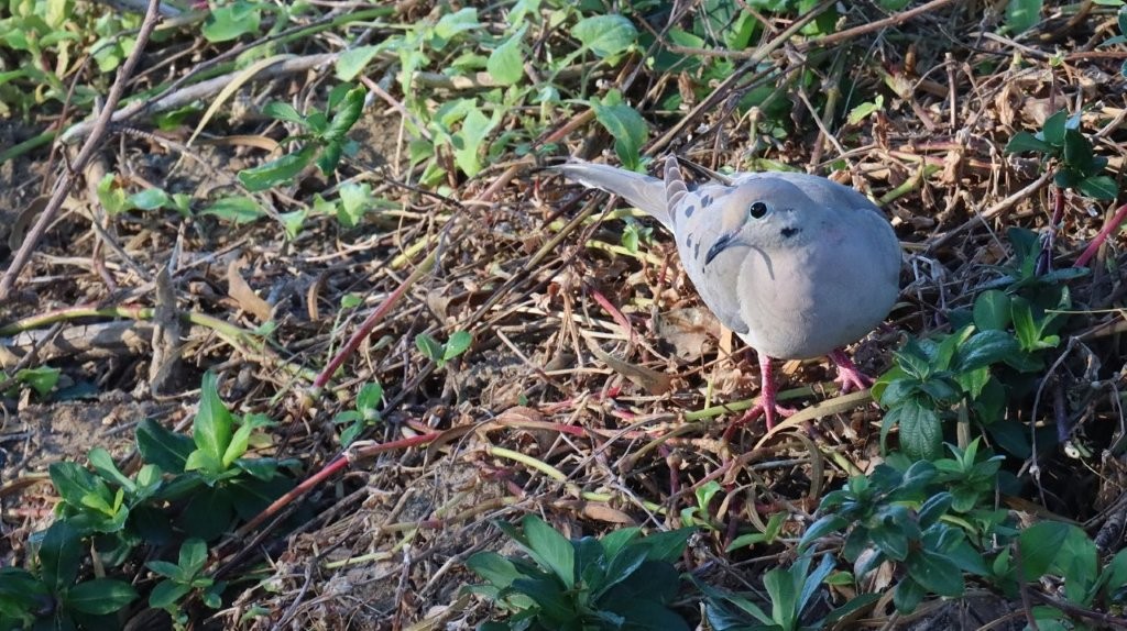 A bird standing on the ground

AI-generated content may be incorrect.