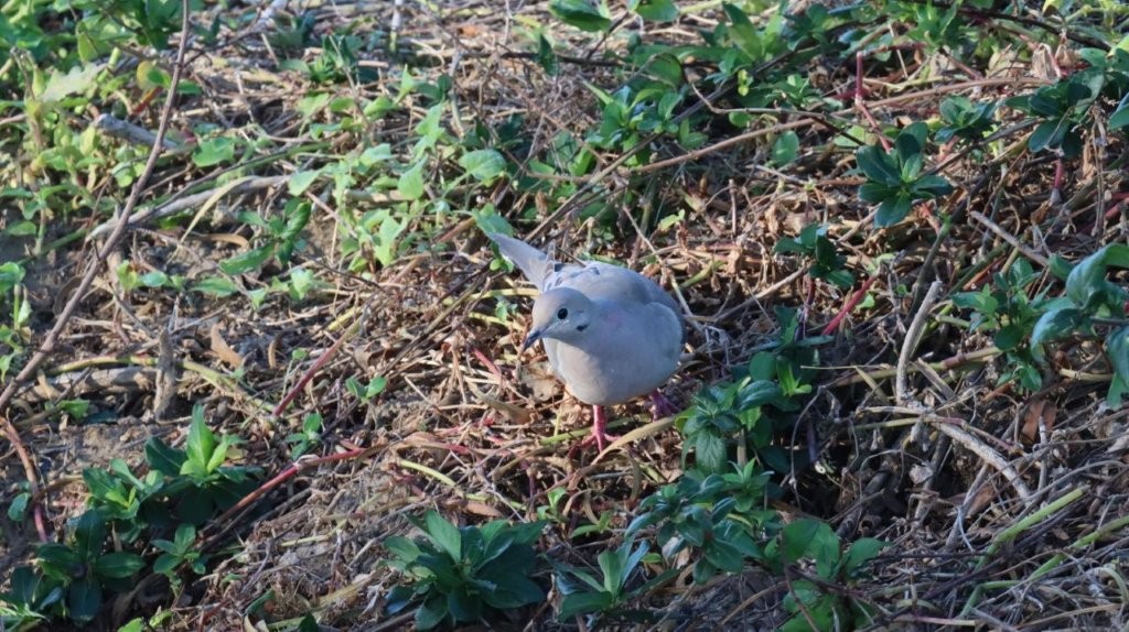 A bird standing on the ground

AI-generated content may be incorrect.