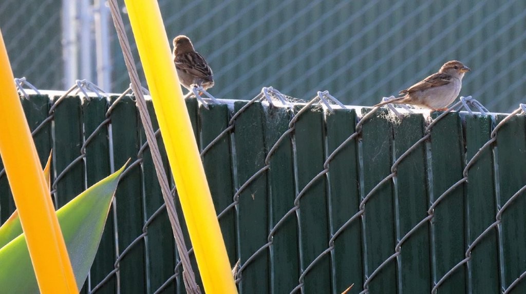 A bird sitting on a fence

AI-generated content may be incorrect.