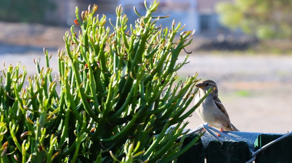 A bird standing on a plant

AI-generated content may be incorrect.