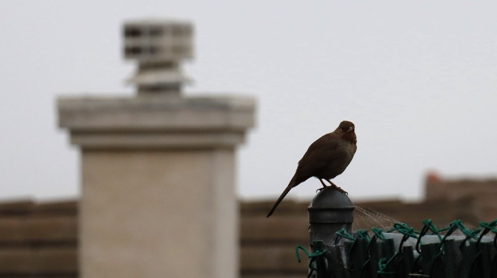 A bird perched on a pole

AI-generated content may be incorrect.