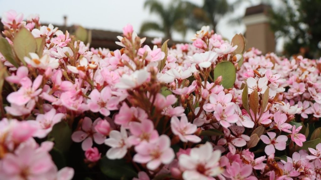 A close-up of pink flowers

AI-generated content may be incorrect.