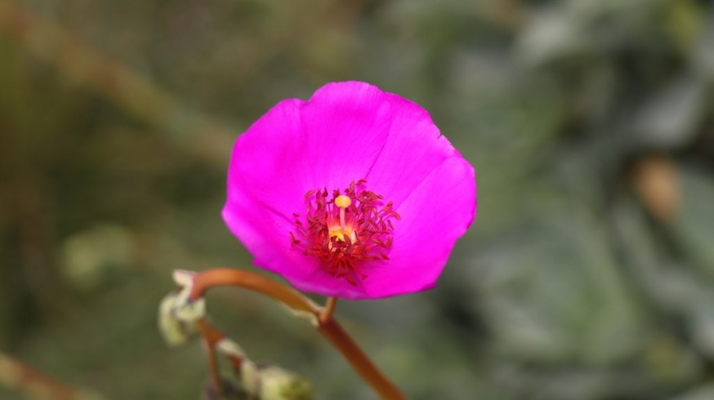 A close-up of a flower

AI-generated content may be incorrect.