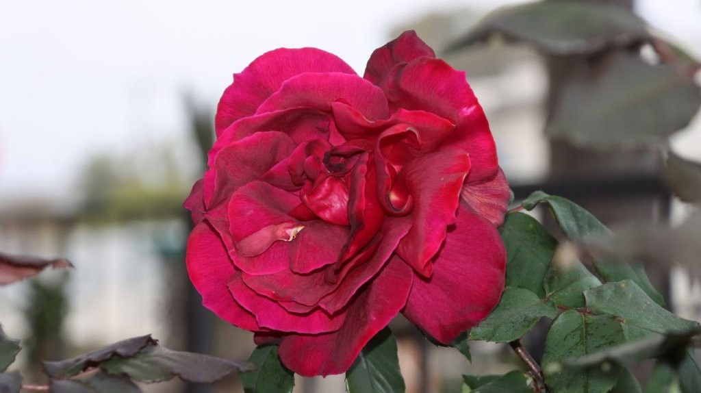 A close-up of a red rose

AI-generated content may be incorrect.