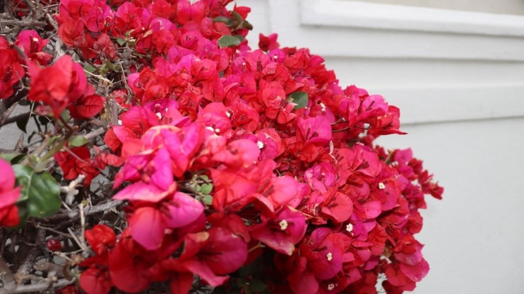 A close up of a plant

AI-generated content may be incorrect.