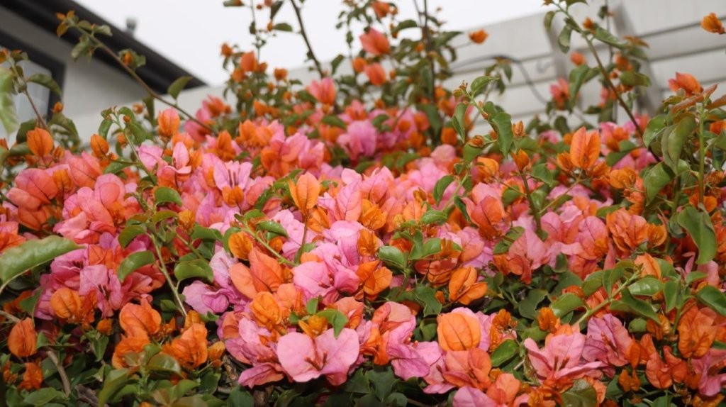 A group of pink and orange flowers

AI-generated content may be incorrect.