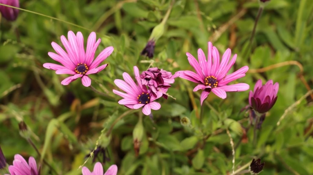 A group of pink flowers

AI-generated content may be incorrect.